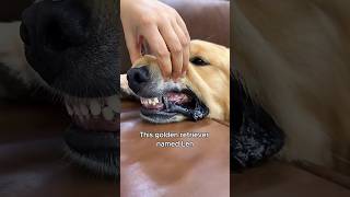 The golden retriever with cool titanium teeth animals love shorts [upl. by Aicilef]