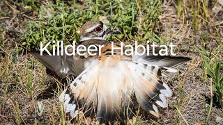 Killdeer Habitat birds birdspecies birdslover [upl. by Iem]