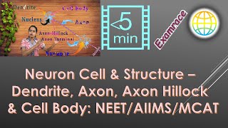 Neuron Cell amp Structure Dendrite Axon Axon Hillock and Cell Body NEET  AIIMS  MCAT [upl. by Ahsiena]