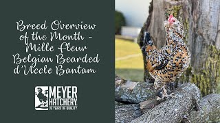 Breed Spotlight of the Month  Mille Fleur Belgian Bearded dUccle Bantam [upl. by Anertal598]