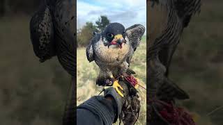 Peregrine Tiercel Falconry Training [upl. by Adnolohs]