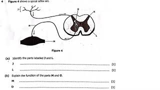 2024 GCE BIOLOGY PAPER 2 [upl. by Yehudit345]