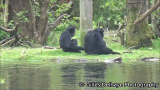 Siamangs Singings Sound  Fota Wildlife Park [upl. by Harvard]