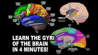 GYRI OF THE BRAIN  LEARN IN 4 MINUTES [upl. by Diskin]