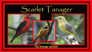 Scarlet Tanagers Piranga olivacea Identification amp Facts [upl. by Annayd]