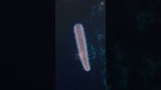 How does the giant siphonophore catch its prey [upl. by Specht]