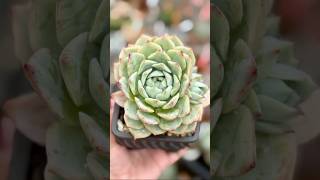 Echeveria ElationTippy echeveria succulent succulents succulentvarieties succulentobsession [upl. by Yak]