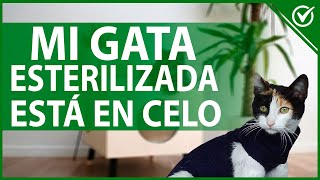 🐱 Mi GATA ESTERILIZADA está en CELO  ¿Qué hacer para tranquilizarla 🐱 [upl. by Northington]