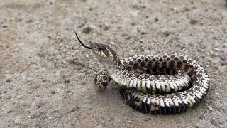 Mexican Hognose Snake Playing Dead [upl. by Spitzer]