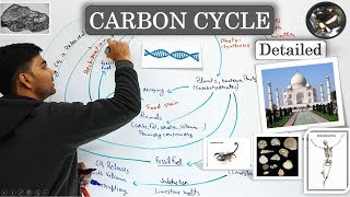 CARBON CYCLE In Hindi Detailed  With Diagram and Practical examples [upl. by Nellahs]