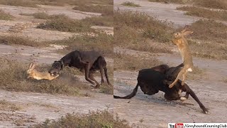 Greyhound hunting rabbit  hunting with dogs  dog hunting hare [upl. by Arundel]