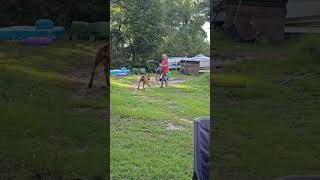 This dog loves the water hose youtubehighfive [upl. by Shelden]