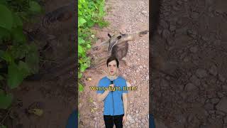 Beware the anteater comedy music parody of maneater by nellyfurtado 00smusic [upl. by Bertero]