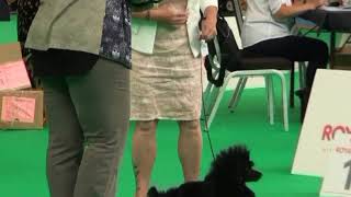 World Dog Show Amsterodam 2018 [upl. by Araldo938]