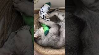 Burrito and his new toy 😻👉click for full video communitycats catlover cat kucing funnycats [upl. by Ennagrom]