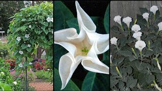 How to Grow Moonflowers Wonderful moonflower ideas [upl. by Narrat938]