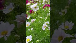 Flowers swaying in the wind Colorful flower fields butterfly flowers 10 [upl. by Wartow]