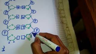 DNA 5 and 3 Explained [upl. by Ahter]