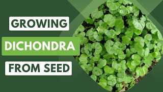 Transform Your Garden Growing Dichondra from Seed [upl. by Jordison]