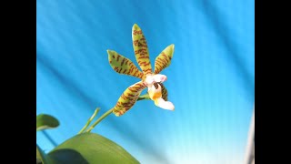 Phalaenopsis fasciata Country Acres orchid [upl. by Eemiaj]