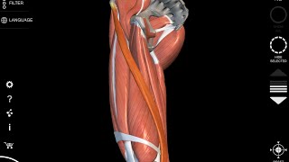 Sartorius muscle  3D Anatomy origin insertion [upl. by Starobin996]