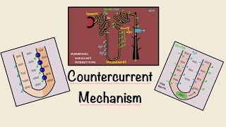 Countercurrent Mechanism  Loop of Henle  Concentration of urine  Renal Physiology [upl. by Wertheimer]