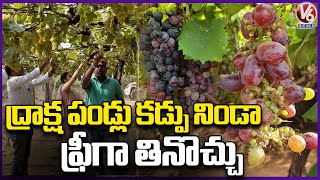 Grape Exhibition At Rajendranagar Grape Research Centre  Organic Grapes Farming Hyderabad V6 News [upl. by Aksoyn]