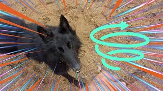 Groenendael Dog Gets Zoomies at Dinner Time [upl. by Asatan]