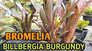 Panen Bromelia Billbergia Burgundy  Care and Propagation [upl. by Essex]