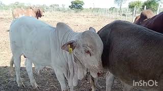 Feedlot is the future of livestock farming A day  Marereni feedlot farm [upl. by Anailil810]