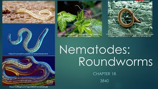 3840Chapter 18 Nematoda [upl. by Gaston]