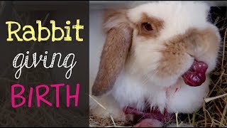 Holland Lop Rabbit Giving Birth [upl. by Rainie]