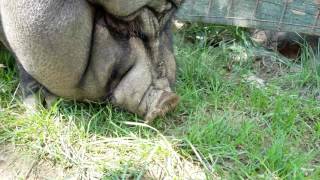 Pot belly pig at park named Oinker [upl. by Lalla232]