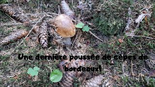 Une dernière petite poussée de cèpes de bordeaux [upl. by Assiled]