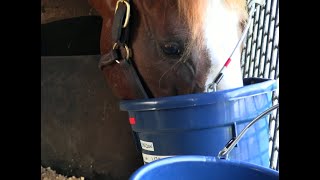 Equine Nutrition Research Palatability Studies [upl. by Gothurd980]