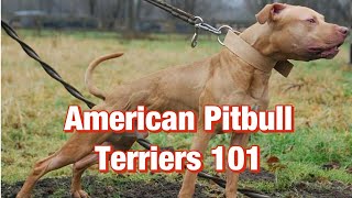 American Pitbull Terriers 101 [upl. by Ycram]