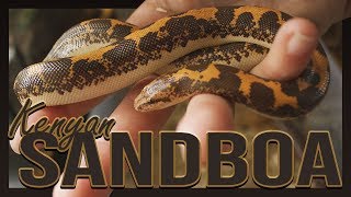 MY KENYAN SAND BOA [upl. by Attennot648]