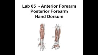 Gross Anatomy  Lab 05 Anterior Forearm Posterior Forearm amp Hand Dorsum Review [upl. by Richardson430]