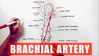 Brachial Artery and its branches  Anatomy Tutorial [upl. by Gnoz]