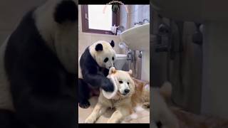 Animal Transformation Videos  shorts animals tiktok short youtubeviral animaltransformation [upl. by Meter]