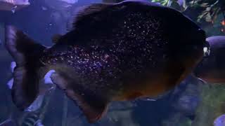 Beautiful Pygocentrus Piraya Piranha fish canada shortvideo youtube piranha viral video [upl. by Sarene]