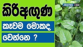 කිරිඅඟුණ කෑවම මොකද වෙන්නෙ  Health benefits of Kiri Aguna [upl. by Enylecoj]