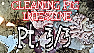 CLEANING PIG INTESTINE PT33 [upl. by Eckart]