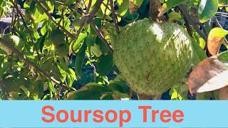 Soursop Tree [upl. by Harras]