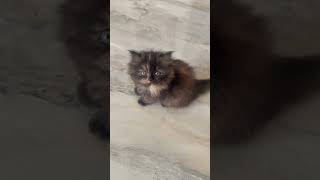 Doll faced Persian cat available for sale Dm for more details 45 days old [upl. by Valerian650]