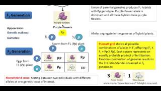 OAT Mendelian Inheritance – Part 2 Monohybrid Cross [upl. by Martinez839]