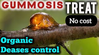 How to treat gummosis on plants  control deases free amp organic [upl. by Ahtiekal]