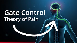 The Science of Pain Management [upl. by Nimajeb]