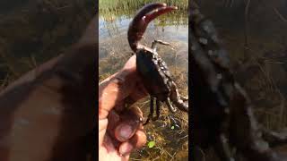 Crab living in super fresh water  By camera GoPro videography underwaterlife nature cameraman [upl. by Aeduj720]