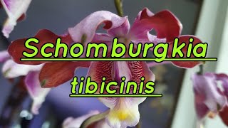 Schomburgkia tibicinis Первое домашнее цветение Описание и уход [upl. by Nesnar532]